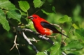 Scarlet-Tanager;Tanager;Piranga-olivacea;One;avifauna;bird;birds;feather;feather